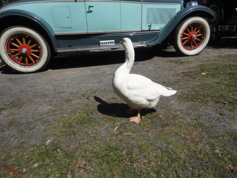 South Africa’s Crankhandle Club