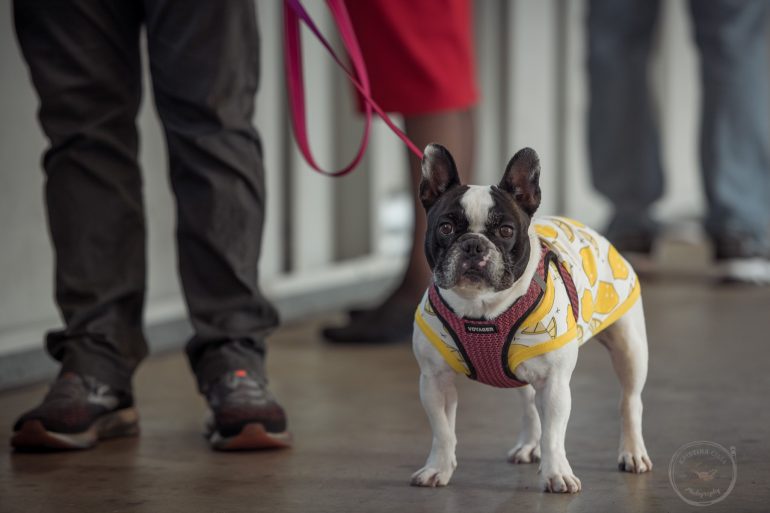 'LeMons' attire is even worn by the pooches like this French Bulldog