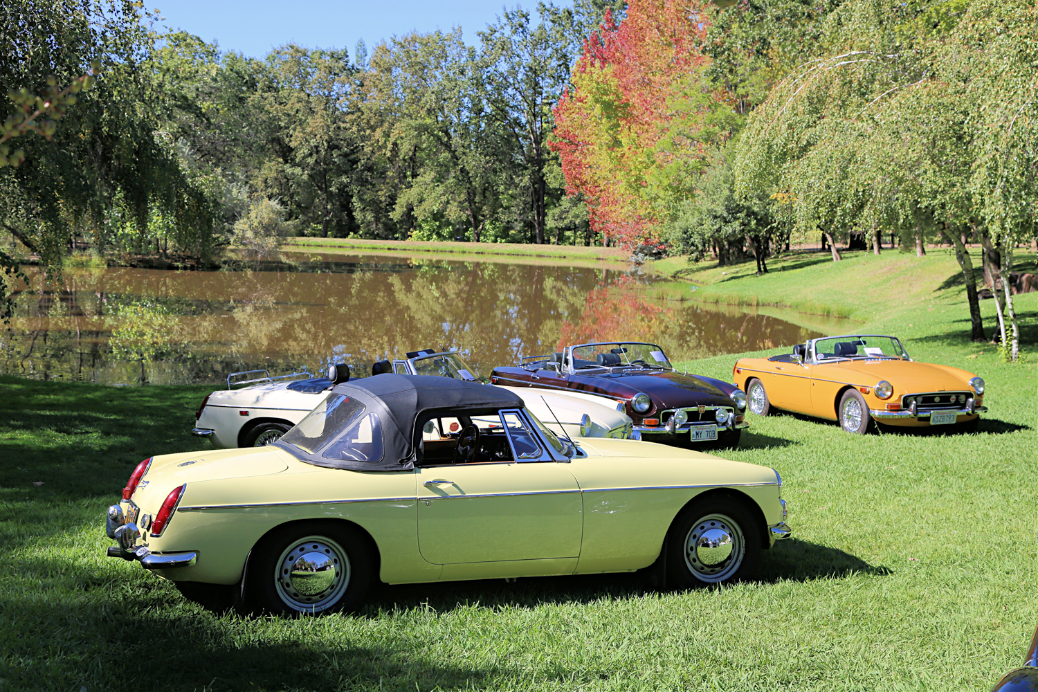 MGB cars on display at the 2022 Ironstone Concours